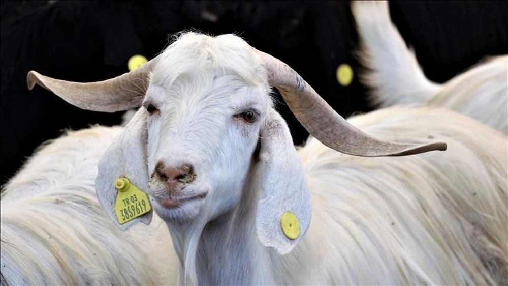 Bayram tatili ne zaman başlıyor ve bitiyor? (2023 Kurban Bayramı tatil takvimi) - 1