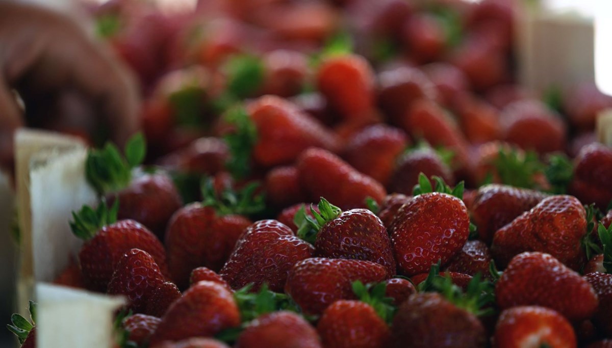 İlk hasat başladı: Kendine has lezzeti ve aroması var