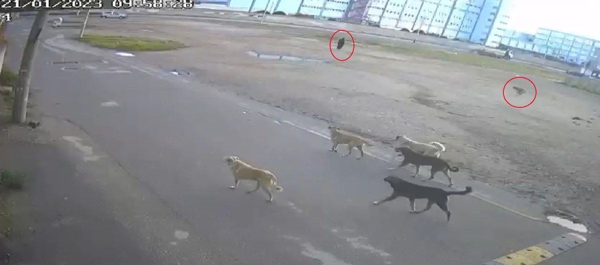 Köpeklerin saldırı anı görüntülendi.