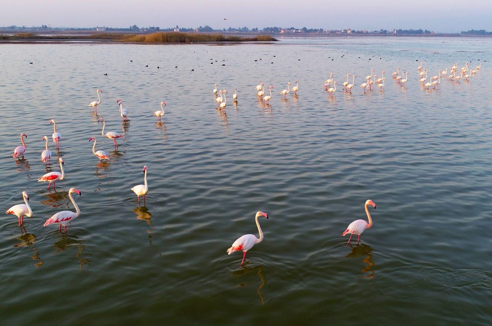 Adana'da doğa harikası Akyatan Lagünü hem flamingoları hem de fotoğrafseverleri ağırlıyor | NTV