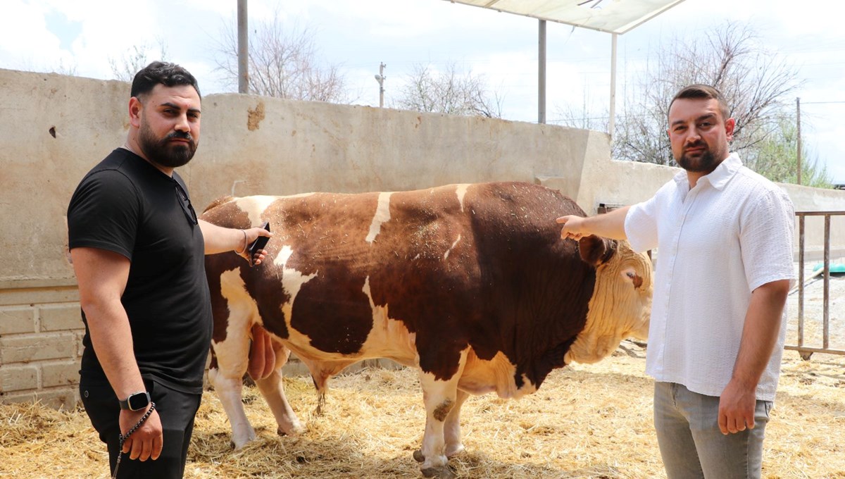 Şampiyon boğa 'Poyraz', 540 bin TL'ye alıcısını buldu: 1,5 ton ağırlığında
