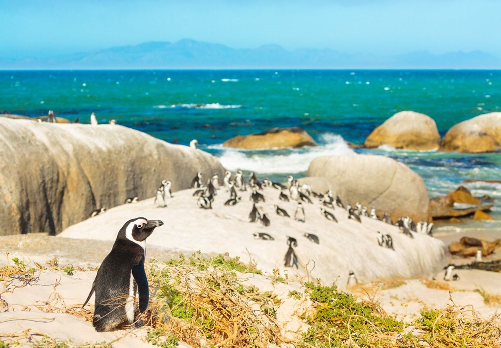 63 penguin Afrika yang terancam punah mati diserang lebah - 7