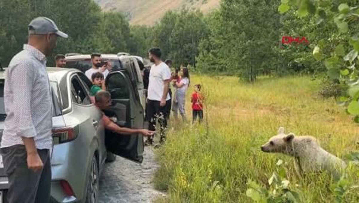 Bitlis'te ayılara cips verip selfie çektiler Bitlis'te ayılara cips verip selfie çektiler