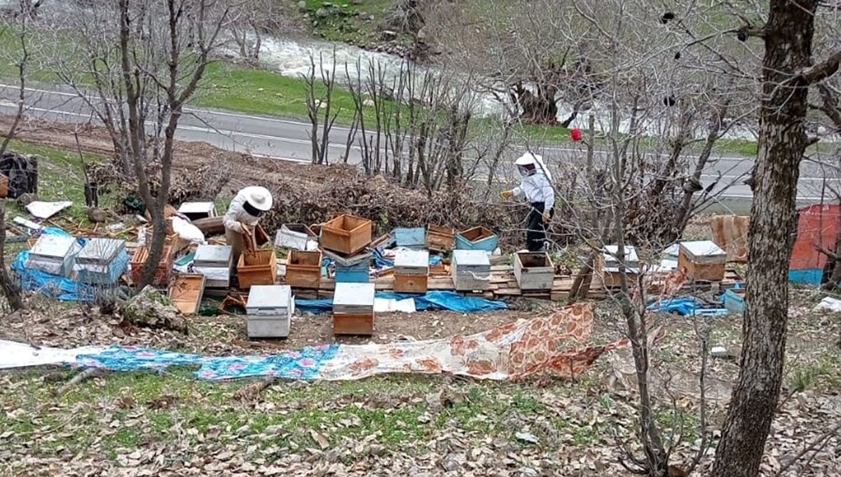 Şırnak'ta ayılar arı kovanlarına zarar verdi