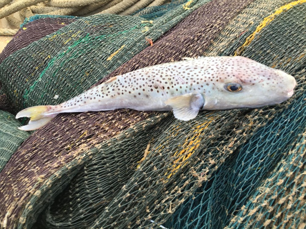 İstilacı zehirli balon balıkları Kuzey Ege'de (Marmara için önlem uyarısı) - 3