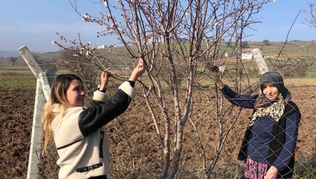 Balıkesir'de meyve ağaçları çiçek açtı Balıkesir'de meyve ağaçları çiçek açtı
