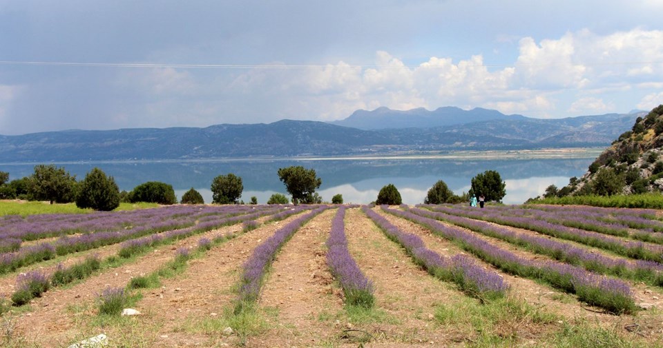 burdur-lisiniada-lavanta-sezonu-acildi,wUavqlIvkE2EIPuAXaghKg.jpg