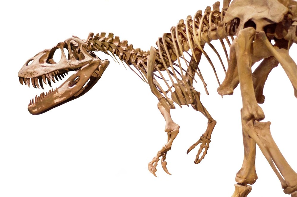 Araştırma: Dünyanın en uzun dinozoru bulunmuş olabilir - 4