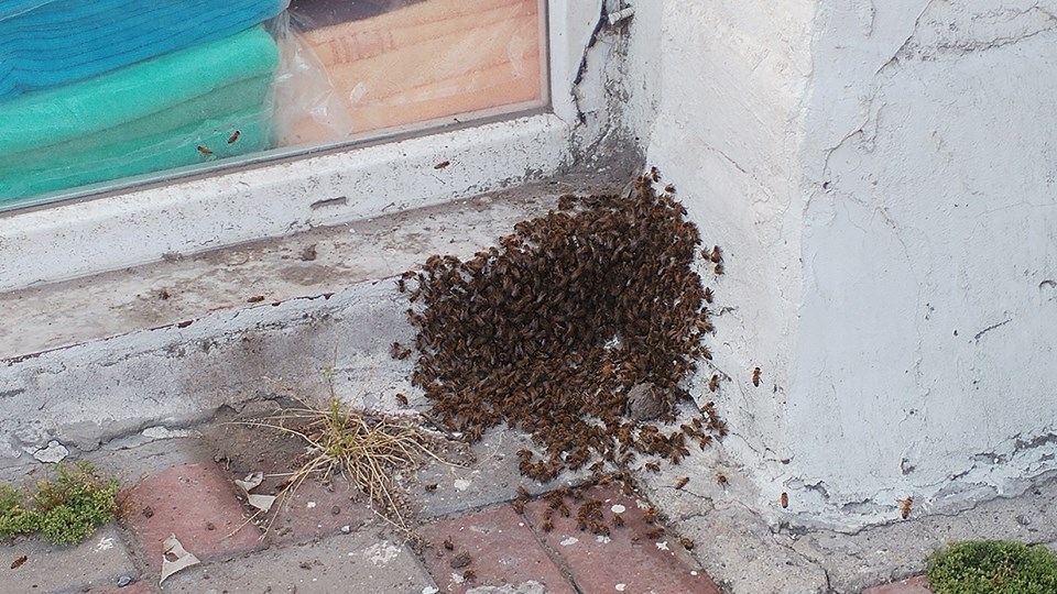 Bağcılar’da arılar caddeyi istila etti - 2