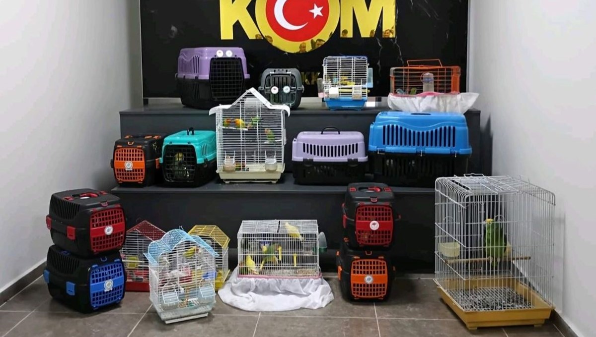Çanakkale'de 63 papağana el konuldu Çanakkale'de 63 papağana el konuldu