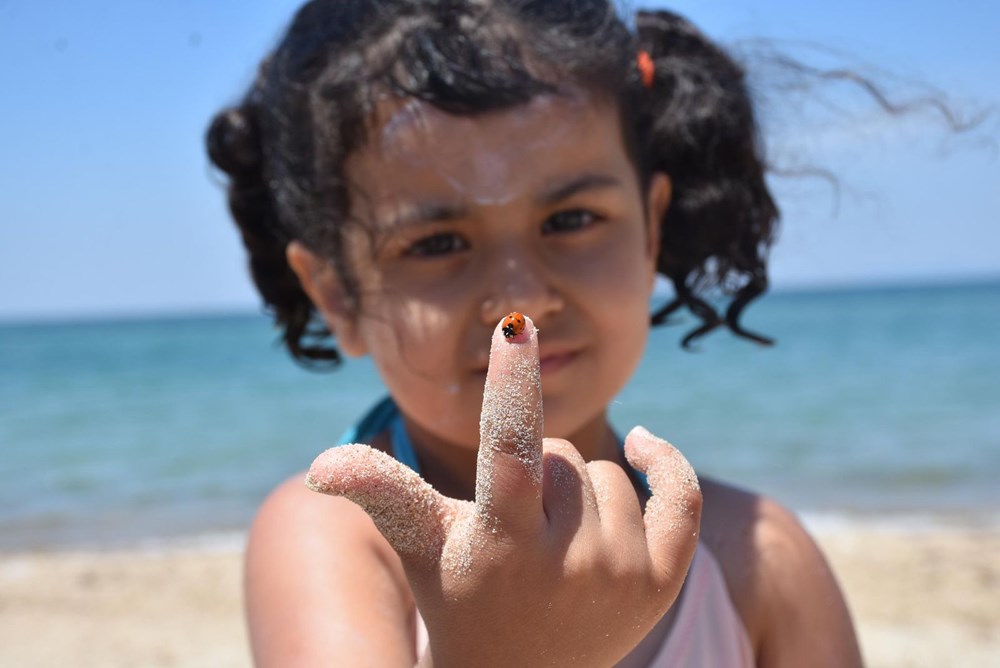 Saros Körfezi'nde uğur böceği istilası - 16