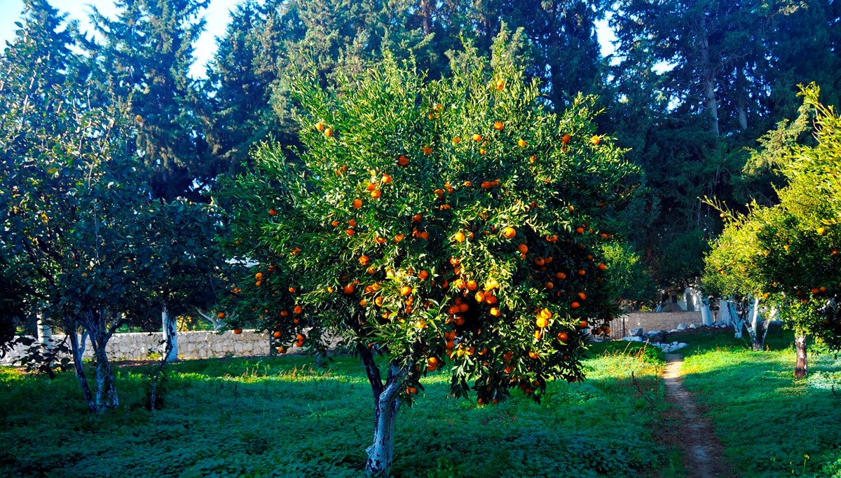 Bodrum mandalinası dalında kurudu