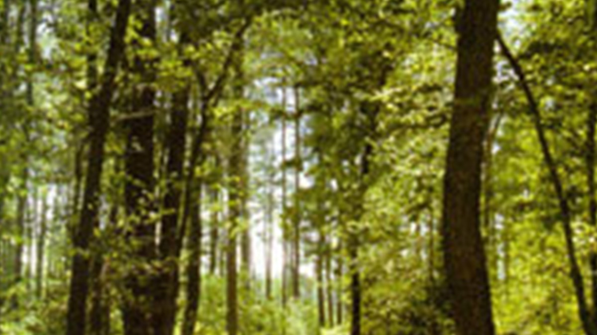 ormanlar neden onemli ntv