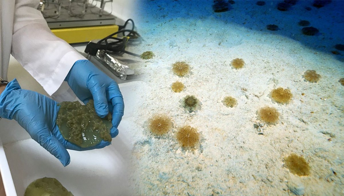 Kaş'ta 'yakıcı denizanası' istilası