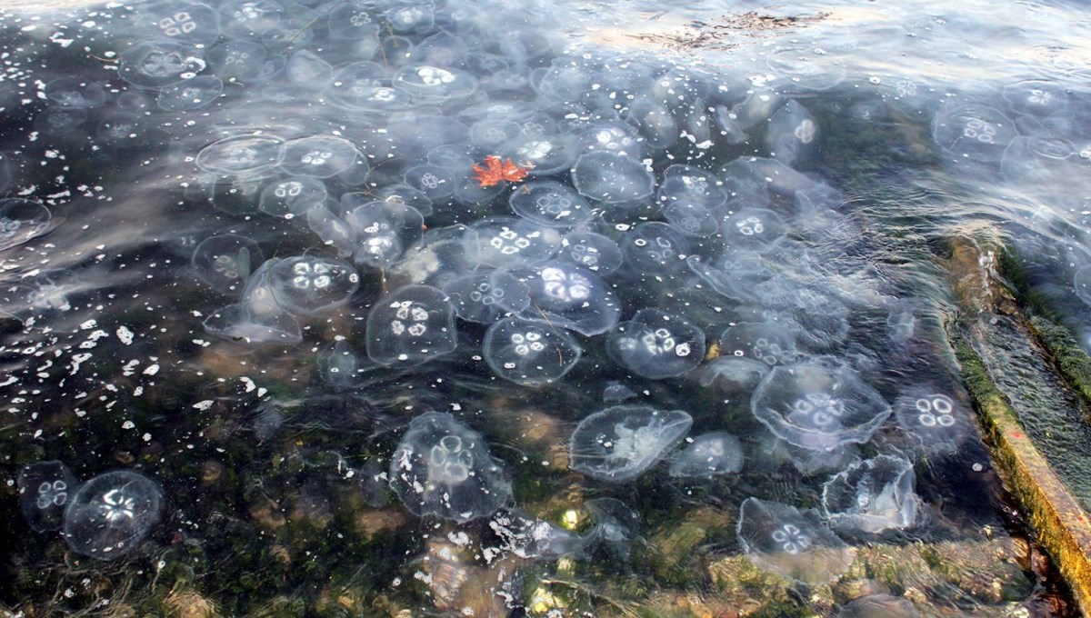 Gölcük'te sahil denizanasıyla kaplandı