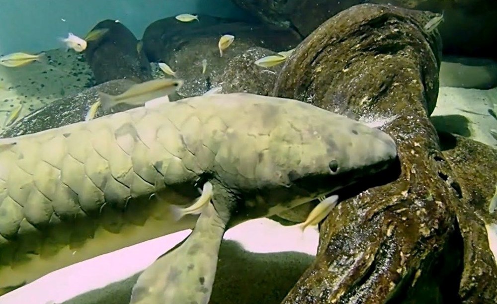 Dünyanın en yaşlı akvaryum balığı belirlendi: Metuşelah - 6