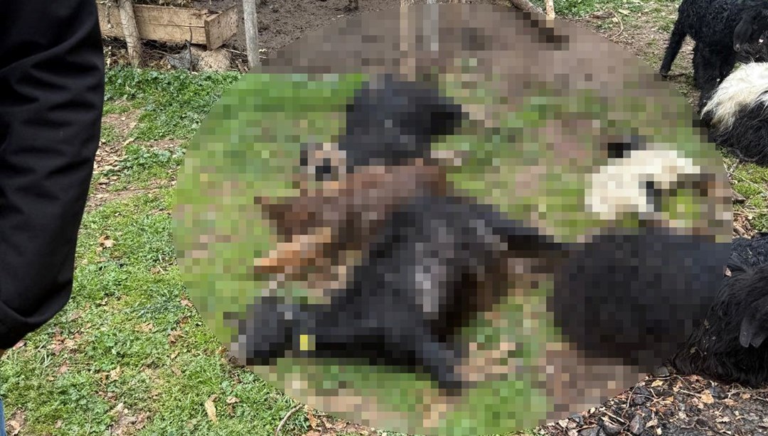 Sahipsiz köpekler 18 keçiyi telef etti