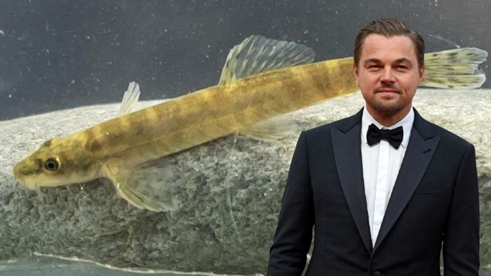 Leonardo DiCaprio'dan Sason Çayı'nda 47 yıl sonra görülen balık paylaşımı - 1