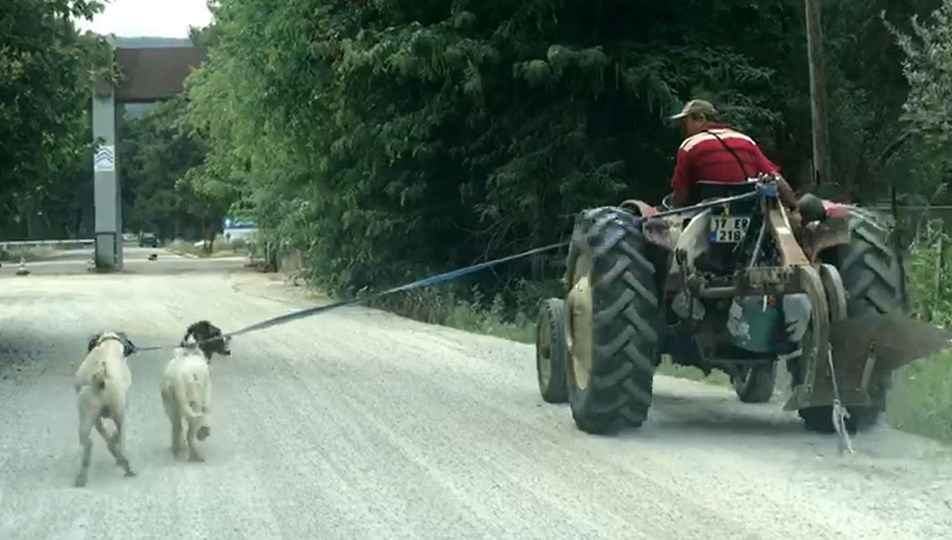 İki köpeğini traktöre bağlayıp götürdü
