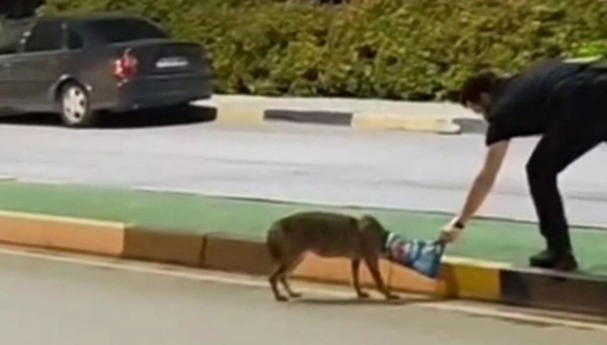 Çakalı öğretim görevlisi kurtardı