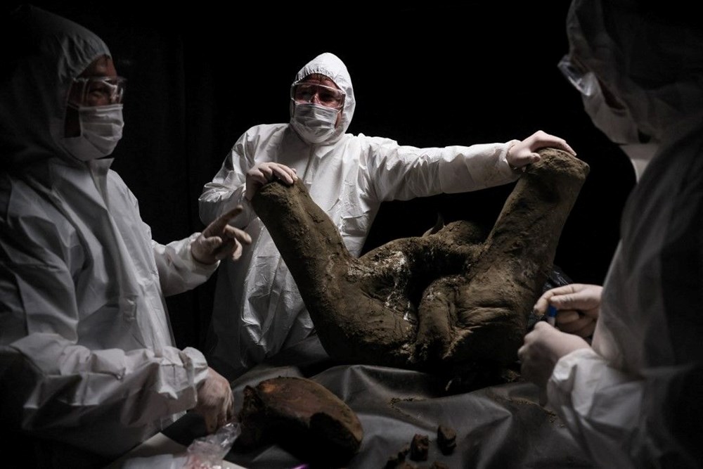 Türünün tek örneği: 130 bin yıllık yavru mamut bulundu! - 3