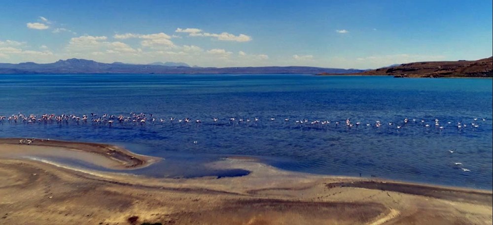 Van Gölü'nde flamingo şöleni - 14