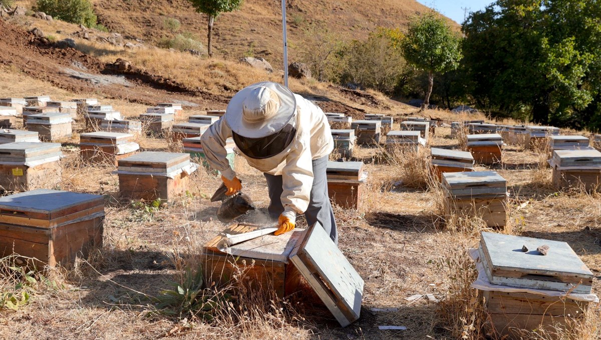 Şehirden köyüne döndü: Bu sezon 1 ton üretti