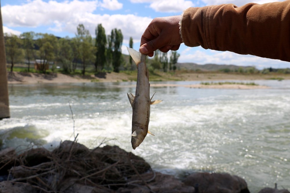Türkiye’nin en uzun nehri Kızılırmak'ta toplu balık ölümleri - 3