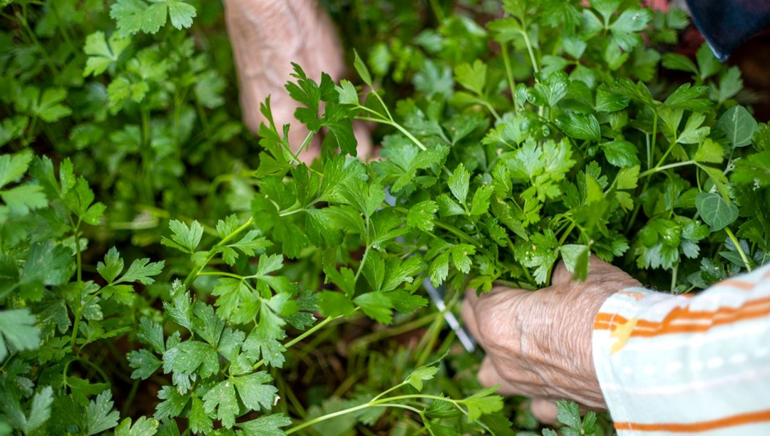 Maydanoz gerçekten sağlıklı bir sebze mi? Bu etkisini duyan yemeden önce bir daha düşünüyor