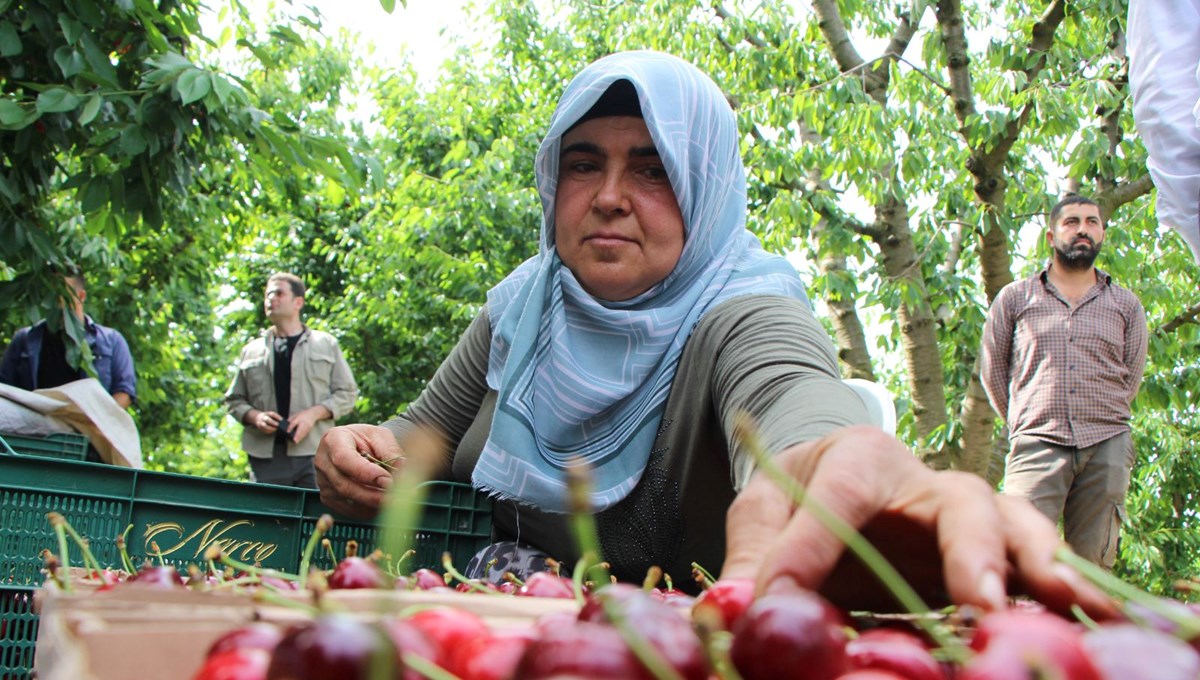 Türkiye'den dünyaya satılıyor! Amasya’da dalları kiraz bastı