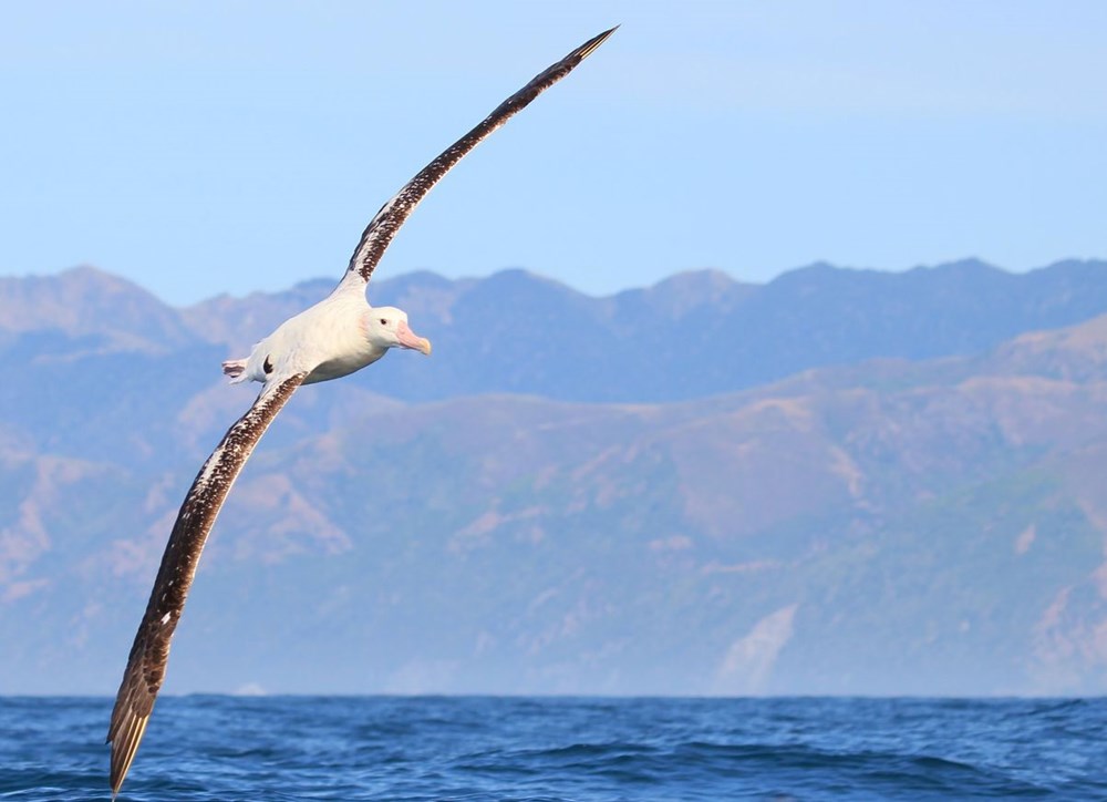 Küresel ısınma dünyanın en sadık canlılarını değiştirdi: Albatroslar arasındaki 'boşanma'lar arttı - 8