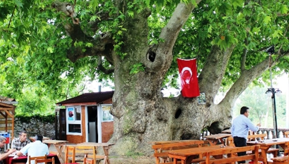 Osmanli Imparatorlugu Ndan Daha Yasli Agac Magazin Haberleri Ntv