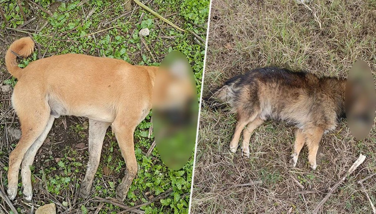 Aydın'da köpek katliamı büyüyor Aydın'da köpek katliamı büyüyor