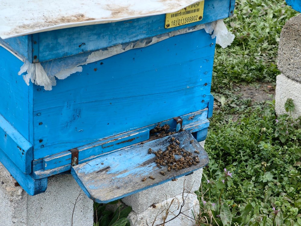 Toplu arı ölümlerinin arkasında ne var? 2-3 derecelik
sıcaklık farkı ölümlere neden oluyor - 6
