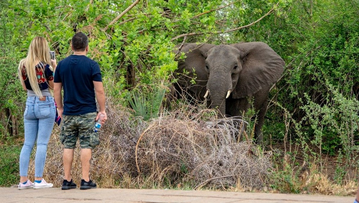 Zimbabve’de bu yıl 60 kişi fil saldırısında öldü