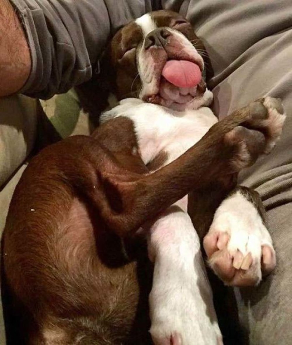 Собака спит с высунутым языком