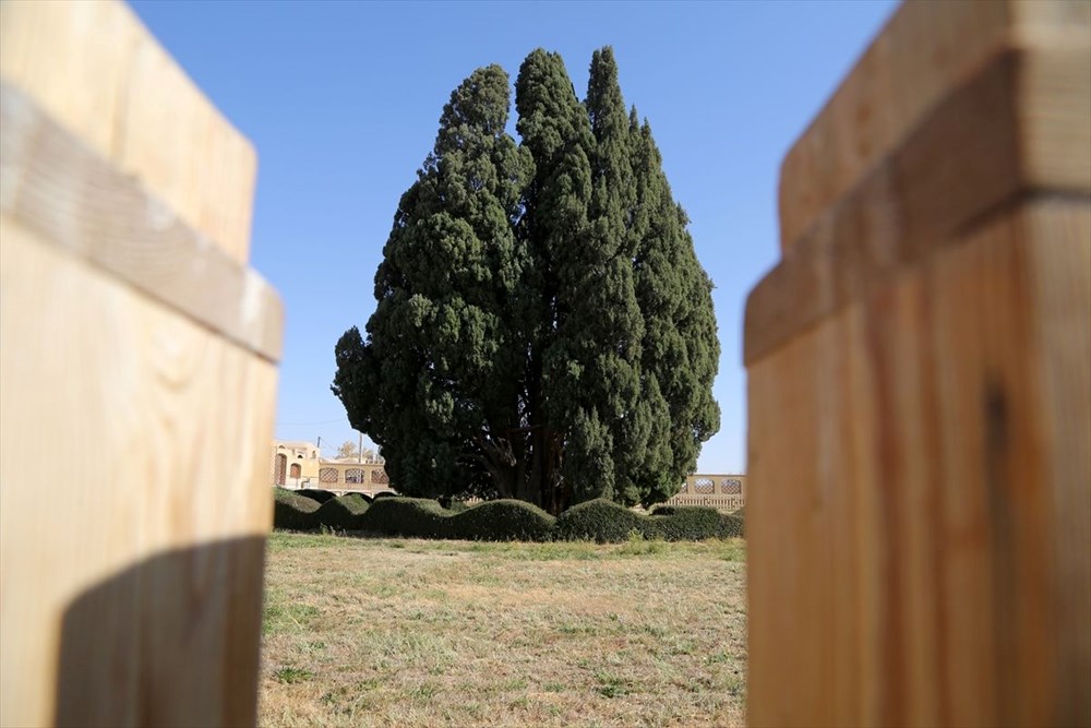 İran'ın en yaşlı ağacı Dünya Mirası Listesi'ne girmeyi bekliyor - 14