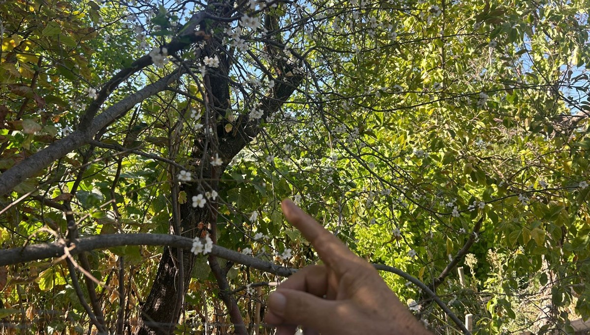 İlkbaharmış gibi çiçek açtı: Görenler şaşırdı