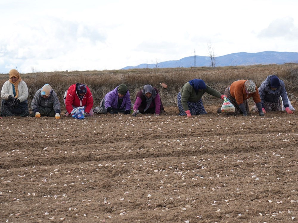 35 yıldır sarımsak tarlasında çalışıyor: "Düğüne gider gibi sarımsak tarlasına geliyorum" - 5
