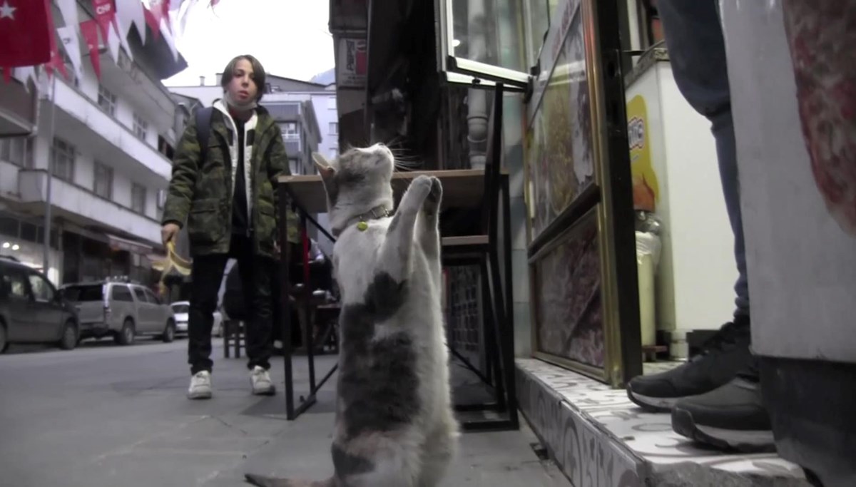 Artvinde bir kedi iki ayağının üzerine kalkarak esnaftan yiyecek istiyor
