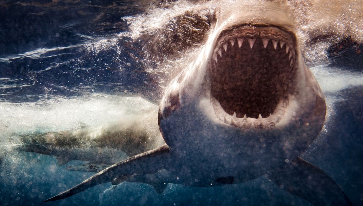 Mısır’da köpekbalığı saldırısında bir kişi öldü: Sahildekiler izledi
