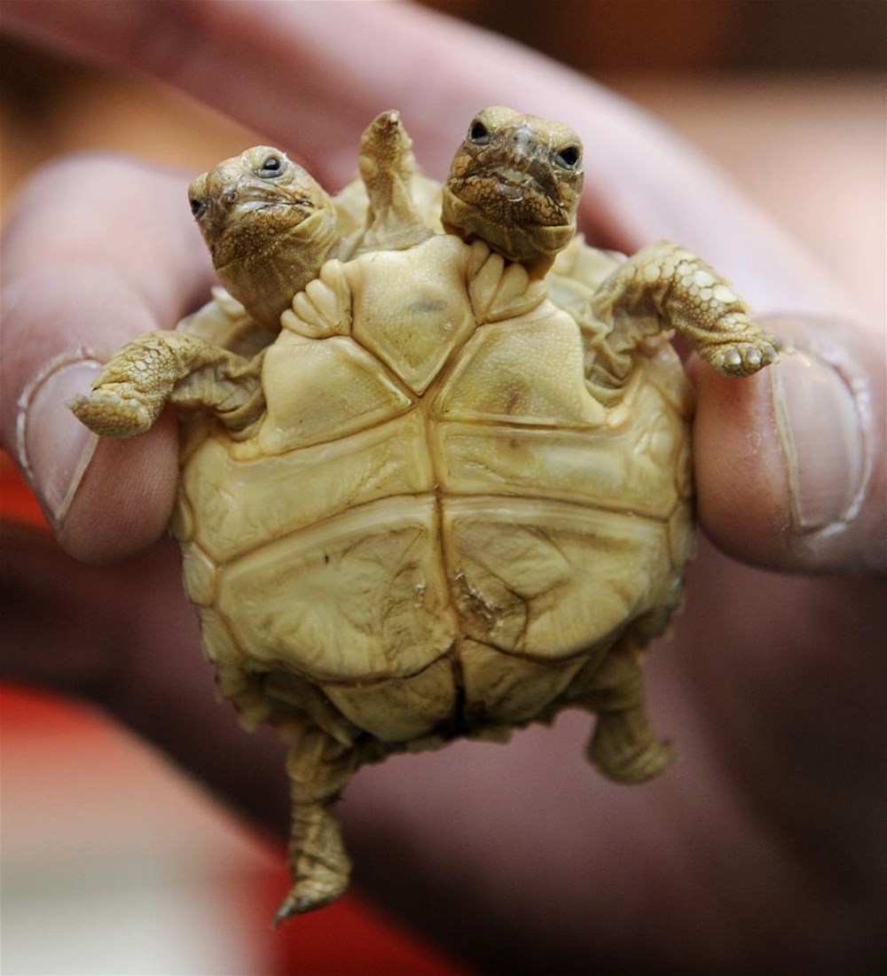 Сердце черепахи поделено на два. Двухголовая черепаха. Черепаха сухопутная двухголовая. Трехголовая черепаха. Среднеазиатская черепаха альбос.