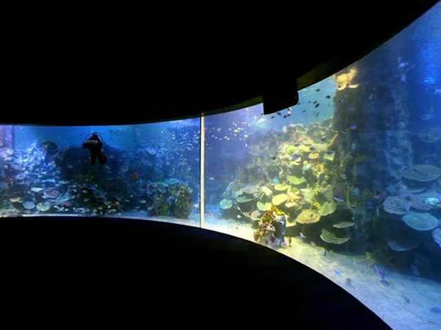 turkuazoo bayrampasa da magazin