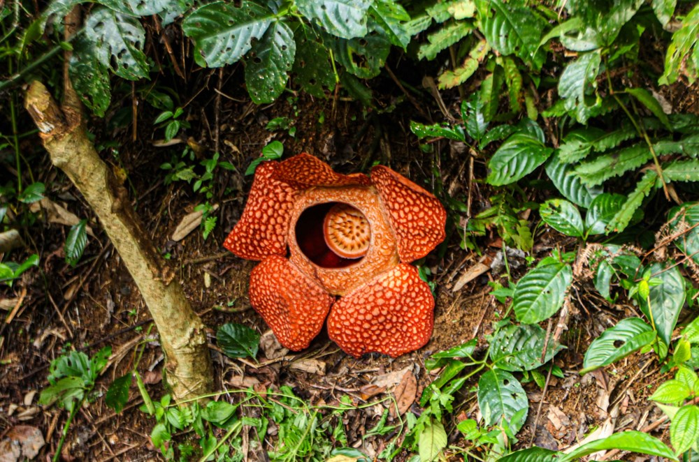 Dünyanın en büyüğü: Endonezya’da ceset çiçeği olarak da
bilinen 'Rafflesia arnoldii' açtı - 20