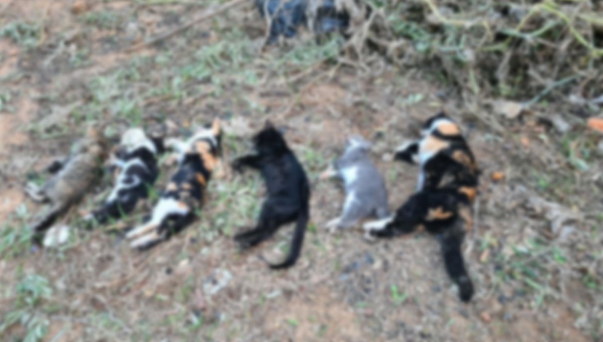 Bodrum'da 20 kedi ölü bulundu