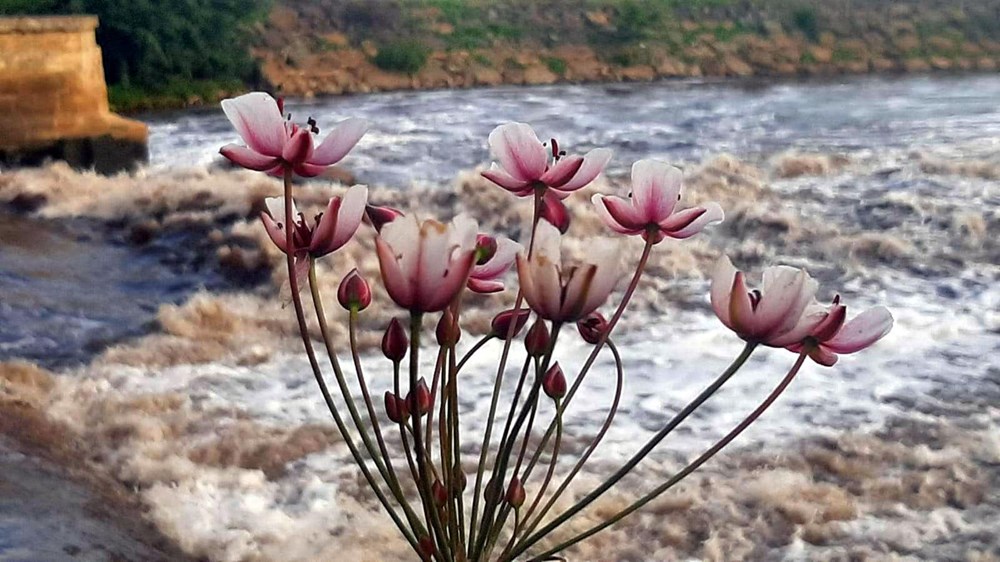 Ergene Nehri, Trakya'da zehir saçıyor - 9