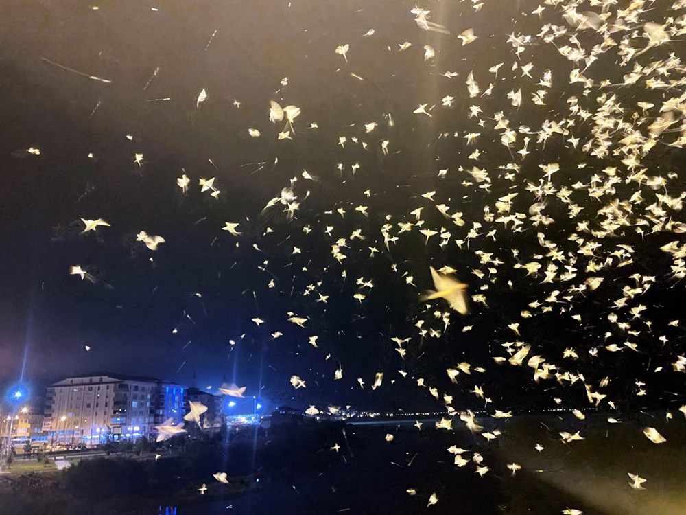 Ardahan'da 'bir günlükler'in ölüm uçuşu başladı - 2