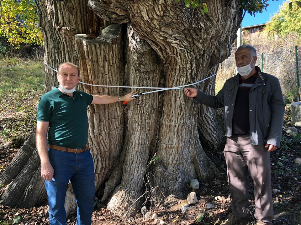 Artvin'de 2 bin yıllık armut ağacı tescil ediliyor - 1