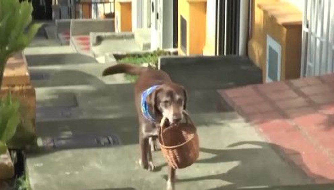 Bakkal çırağı köpek siparişleri taşıyor NTV
