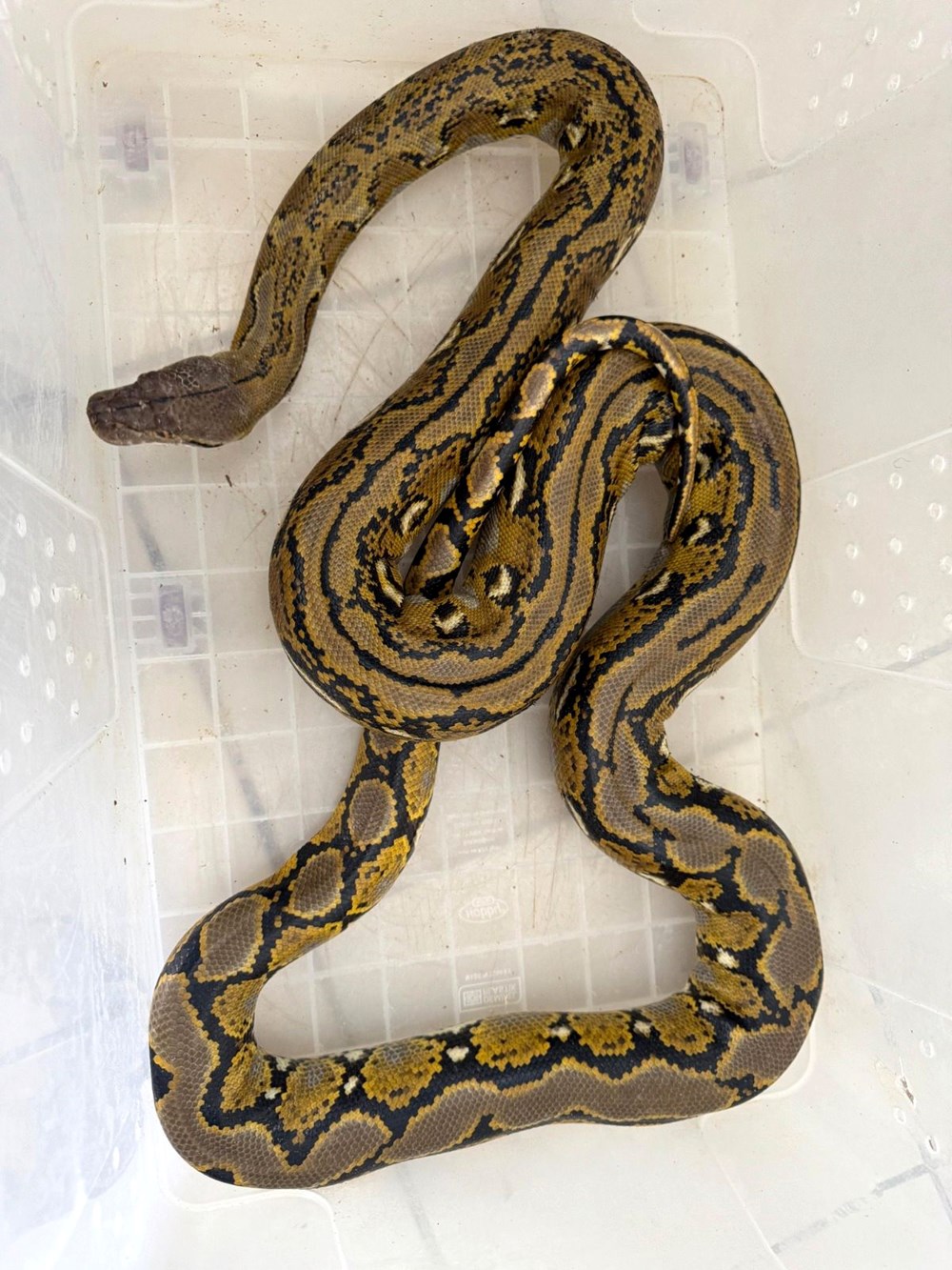 Otobüste Piton Paniği: Kayıp Yılan Sahibini Arıyor! 73 cN89q908SU2nWeDgXW4JIQ